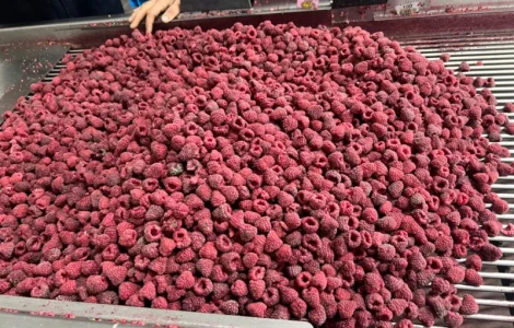 Продам заморожену продукцію: Малину, шиповнік, бузина, ожина