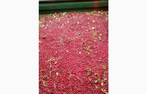 Закупаем по Украине сухие плоды боярышника, рябины, шиповник