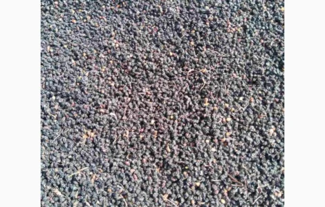 Закупаем Сухую ягоду бузины, красную рябину, шиповник.Самовывоз