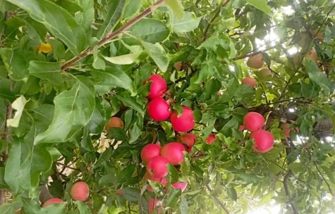 Продам яблука і груші