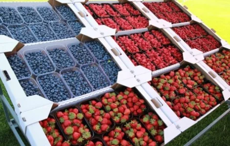 Закуповуємо ягоду ( полуниця, смородина, лохина, агрус, малина )