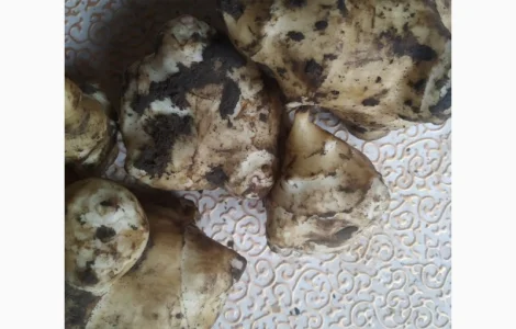 Топінамбур земляна груша