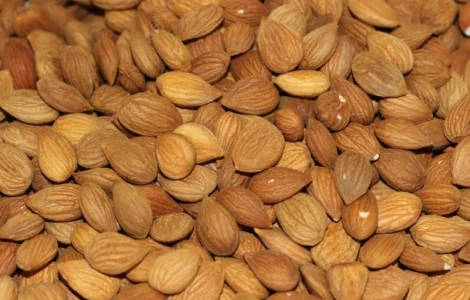 Ядро горькой абрикосовой косточки