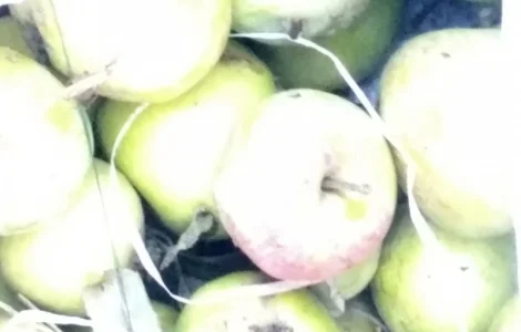 Продам яблука на сок та синю аличу