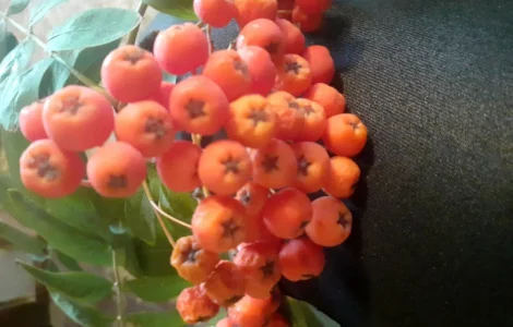 Купим свежие плоды боярышника, шиповника, красной рябины.Самовывоз