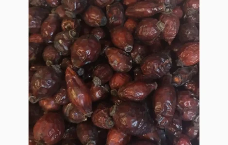 Купим свежие плоды шиповника., рябину красную, боярышник, терен, бузину