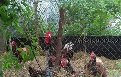 Ливенская ситцевая порода кур : Петух на племя и Яйца инкубационные