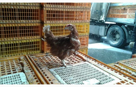 Покупаем на убой живую курицу