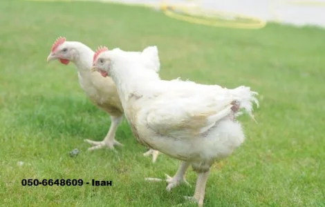 Продам Кури Бройлери (живі)