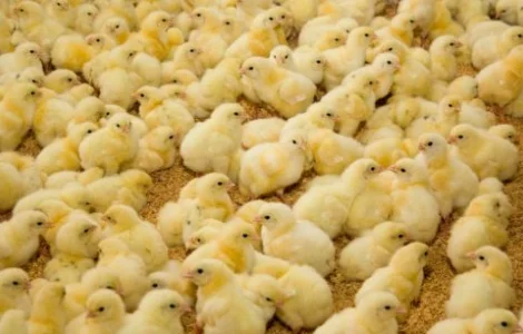 Циплята Бройлери. Німеччина