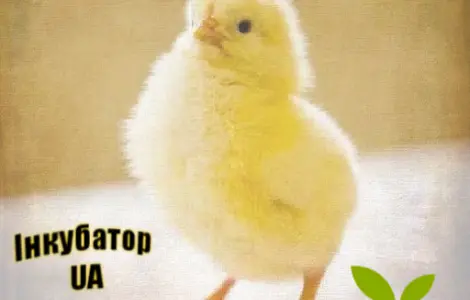 Продам Бройлеры КОББ 500