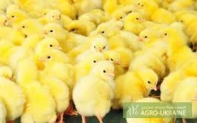 Продам добових курчат: бройлери КОББ-500