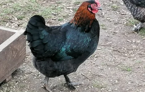 Продаємо молоді кури та півники породи Маран віком 12-20 тижнів