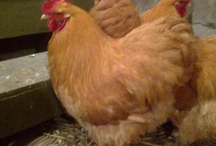 Орпінгтон півні