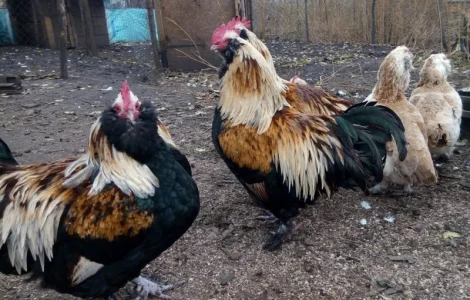 Фавероли, петухи, куры, цыплята, яйца