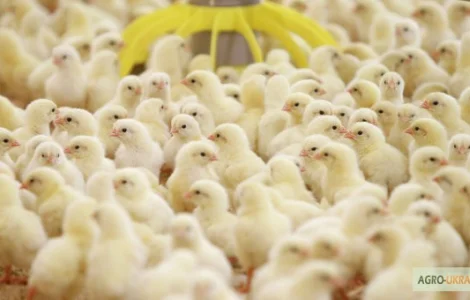 Цыплята бройлера Кобб-500. Суточные и подрощенные