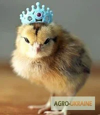Цыплята Редбро (Redbro)