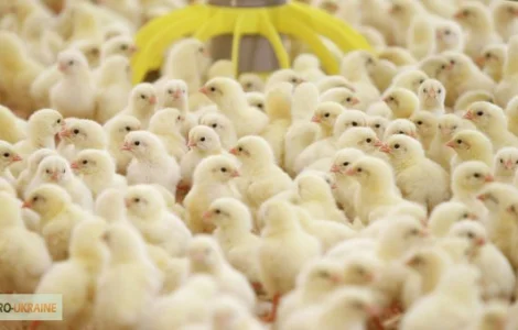 Цыплята, утята, гусята, индюшата. Суточные и подрощенные. Опт розница