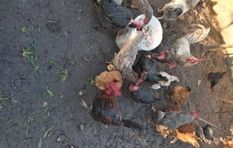 Продаю курей