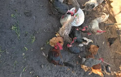 Продаю курей