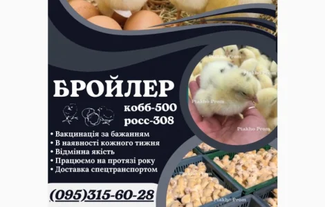 Ціплята добовий Бройлер КОБ-500
