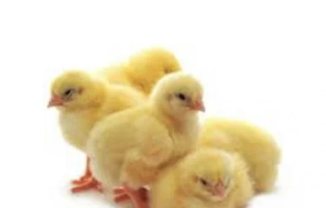 Добовий Бройлер КОБ-500; РОС-708, РОС-308