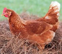 Куры несушки Ломанн Браун.Возраст 5