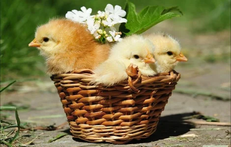 Продам суточный молодняк бройлера КОББ-500, утки, индюшата