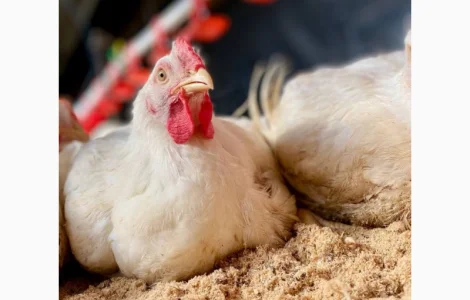 Домашні Бройлери Живою Вагою