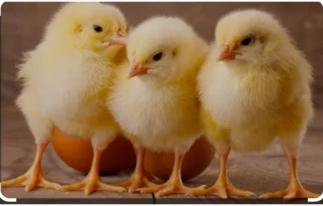 Бройлер добовий кобб500