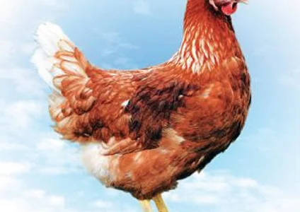 Куры Ломан Браун