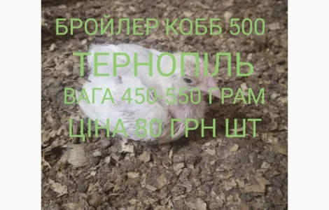 Бройлер кобб 500 Тернопіль