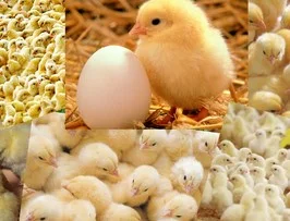 Бройлер добовий Угорщина Кобб-500 з вакцинацією та комбікорм