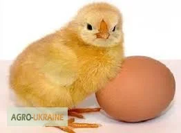 Бройлер КОББ-500