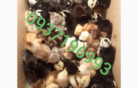 Курчата домашній мясо- яєчний крос Домінанта