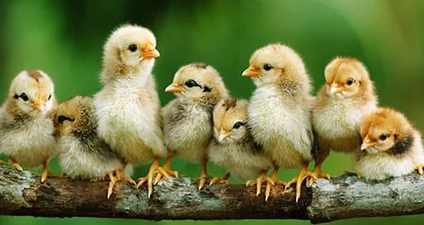 Реалізую молодняк свійської птиці від 1 до7 днів