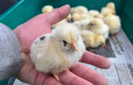 Добові курчата бройлер кобб 500