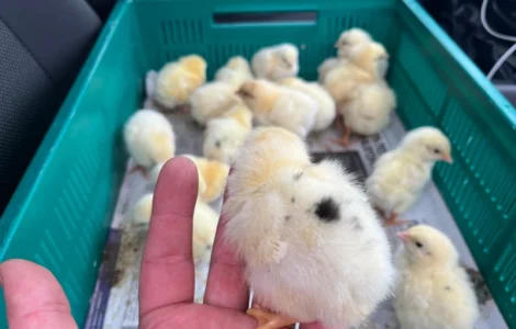 У продажу добові курчата бройлер кобб 500