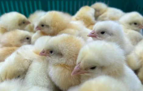 Добові курчата бройлер суточний кобб 500