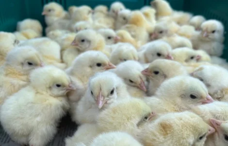 Реалізовуємо добові курчата бройлера