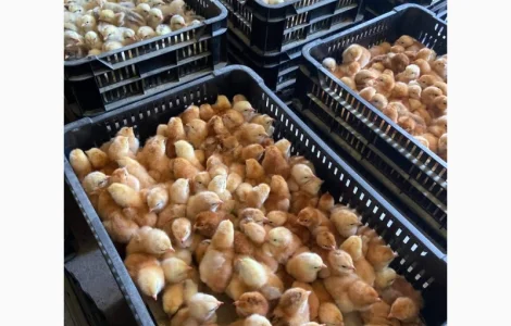 Курчата оптом