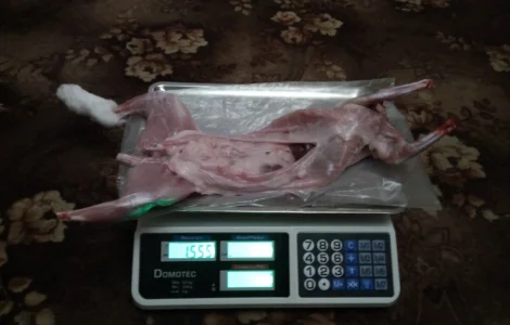 Продам мясо кролика. Крольчатина. Тушка кролика