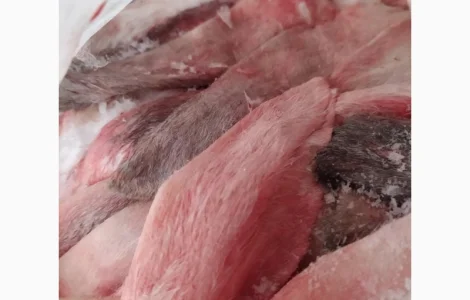 Куплю уши кроликов на постоянной основе