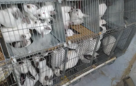 Продам м’ясо кролика породи Каліфорнія оптом (20 тушок)