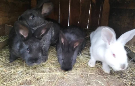 Продам кроликів, жива вага