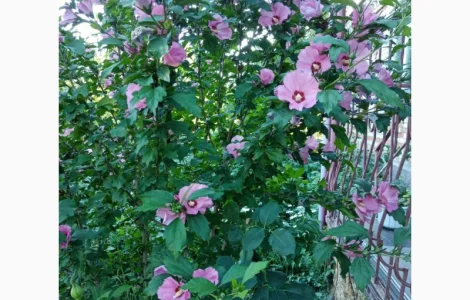 Саженцы Гибискуса сирийского