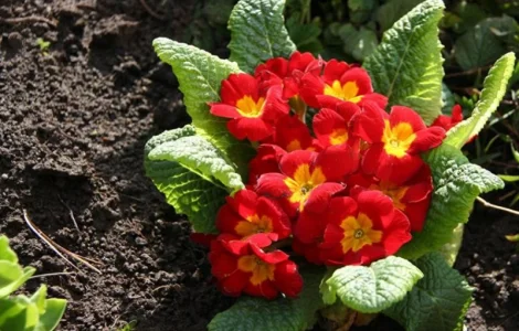 Примула сортовая дешево