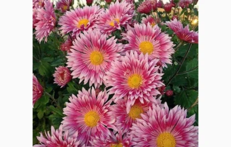 Хризантема крупноцветковая маточник дешево
