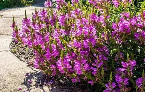 Физостегия розовая и белая дешево