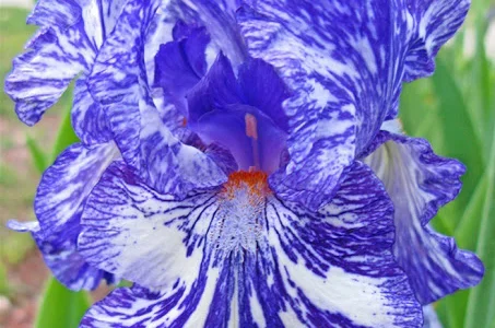 Высокорослые ирисы редкие цвета